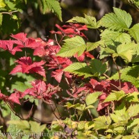 Salmonberry Fall Color