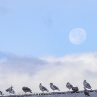 Moon over Gulls