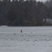 Waterfowl off Indian River Mouth