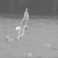 Short-billed Gull in the Channel