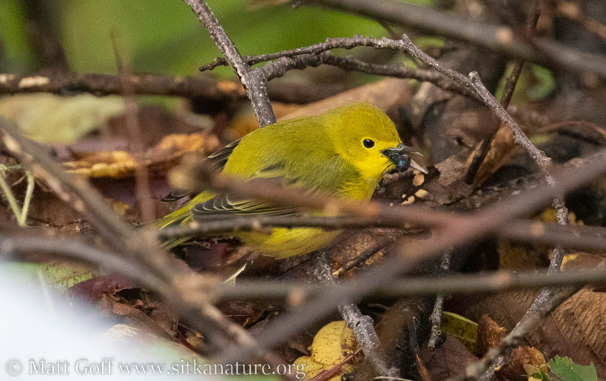 Yellow Warbler with Fly