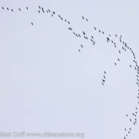 Goose Flock in Flight