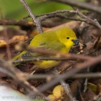 Yellow Warbler with Fly