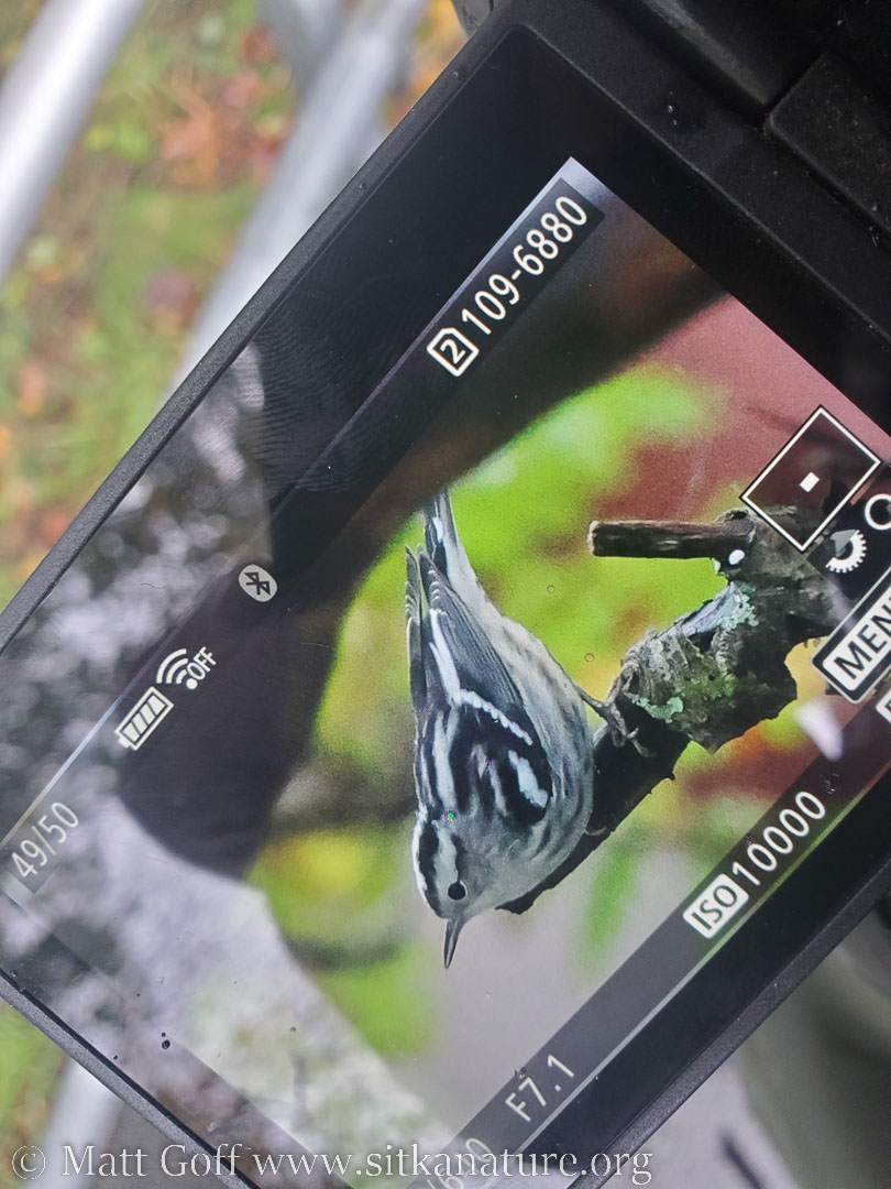 Black-and-white Warbler Confirmation Picture