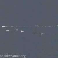 Distant Murres on Silver Bay