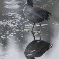 American Coot on Ice