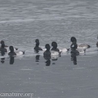 Greater and Lesser Scaups in the Channel