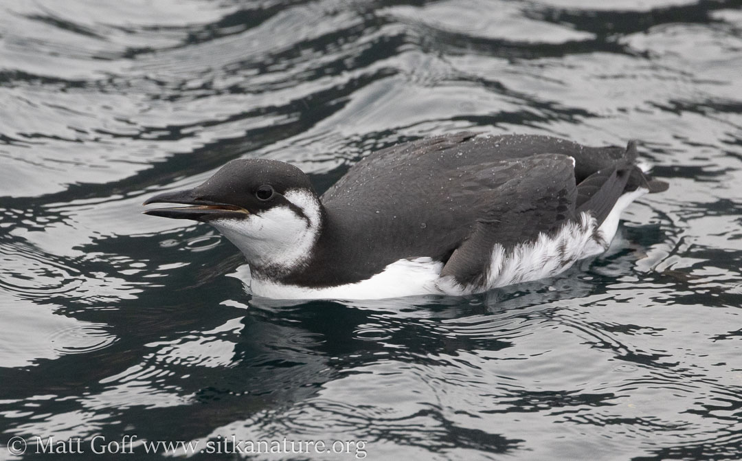 Common Murre about to Dive