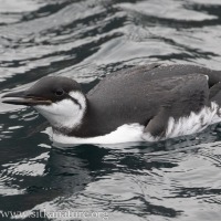 Common Murre about to Dive