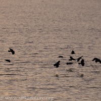 Crows Flying Across Water (to Beach)