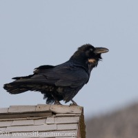 Raven on Centennial Building