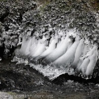 Riverside Ice Formations