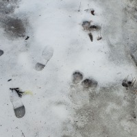 Otter Tracks in Snow