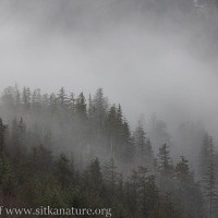 Forest in the Clouds