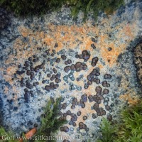 Lichen (<em>Porpidia</em>?