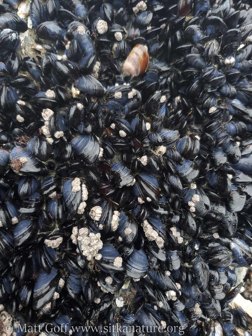 Blue Mussels (<em>Mytilus trossulus</em>)