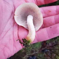 Mushroom (<em>Hypholoma</em>?)