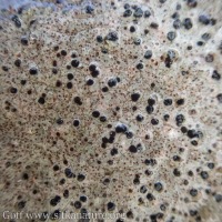 Lichen - possibly <em>Ionaspis odora</em>