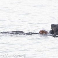 Sea Otter with Red Rock Crab