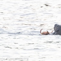 Sea Otter in the Channel