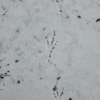 Raven Tracks in Snow