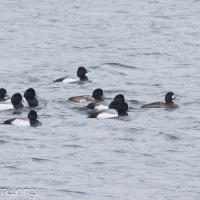 Scaups in the Channel