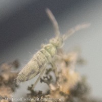 Springtail (<em>Entomobrya nivalis</em>?)