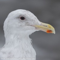 Glaucous-winged Gull Portrait