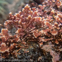 Coralline Algae