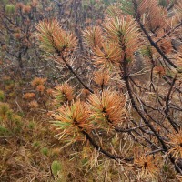 Diseased Shore Pine