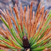 Orange Needles on a Shore Pine
