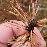 Dead Pine Needles