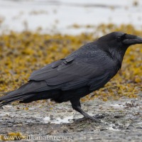 Raven on the Ramp