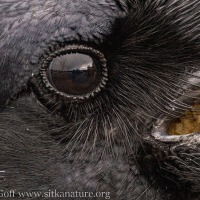 Eye of a Raven