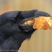 Raven with a Muffin