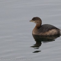 Pied-billed Grebe in Crescent Harbor