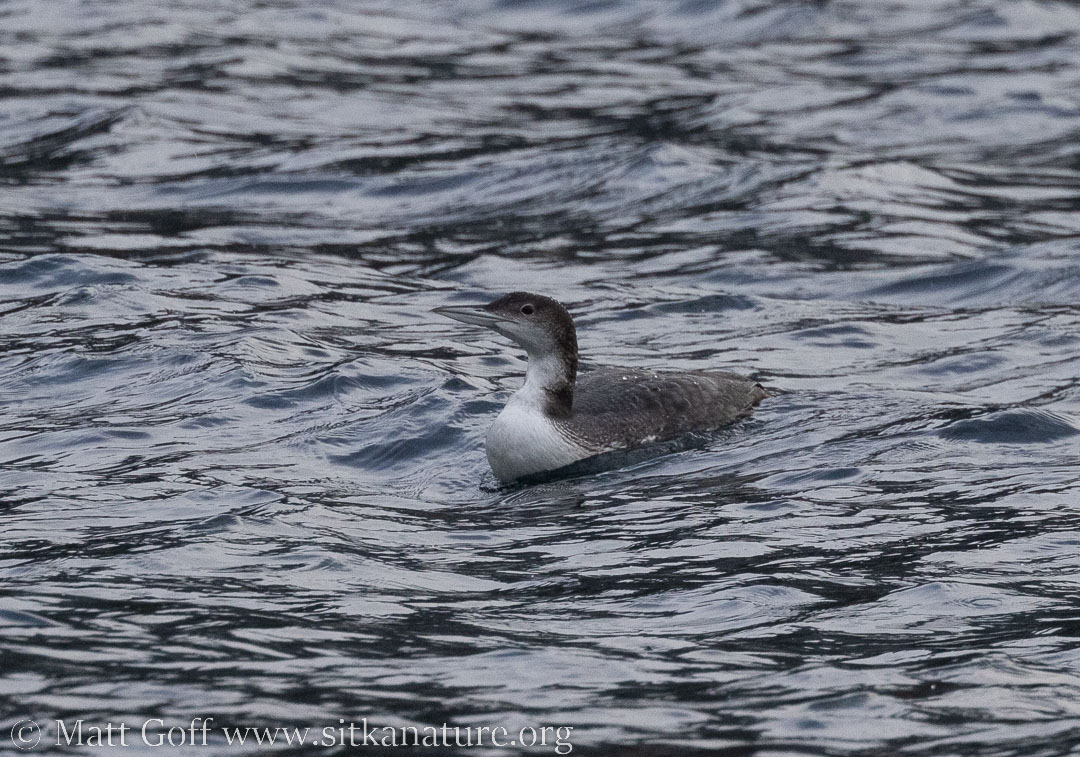 Common Loon in Sawmill Cove