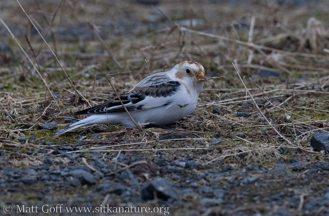 Snow Bunting with Grass