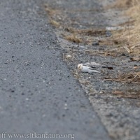 Snow Bunting at the Industrial Park