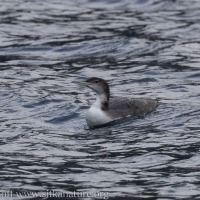 Common Loon in Sawmill Cove