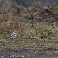 Snow Bunting at the Industrial Park