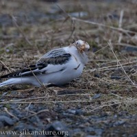 Snow Bunting with Grass