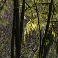 Sunlight on Mosses in Totem Park