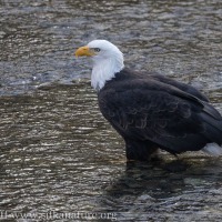 Bald Eagle Standing in Indian River