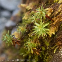Moss (Polytrichaceae)