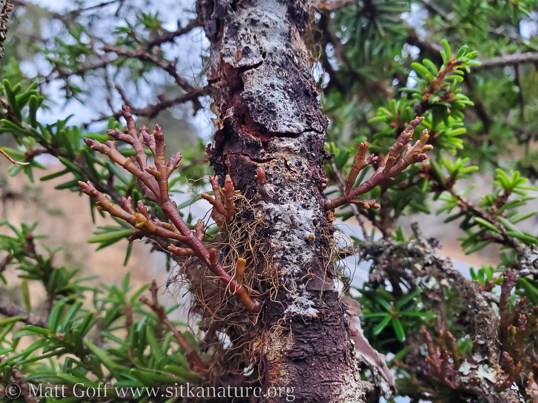 Dwarf Mistletoe (<em>Arceuthobium tsugense</em>)