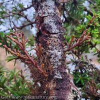 Dwarf Mistletoe (<em>Arceuthobium tsugense</em>)