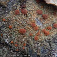 Lichen on Hemlock Bark