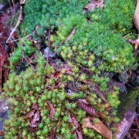 Two Species of Haircap Moss (Polytrichaceae)