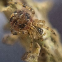 Small Spider